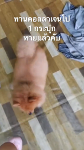 Petoya คอลลาเจนญี่ปุ่นสูตร Hypoallergenic