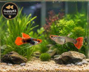 Red Koi Tuxedo SB Ribbon/Normal Guppy Pair
