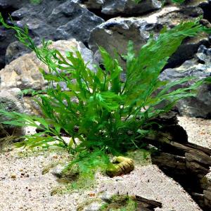 bolbitis heudoloti tanaman aquascape kita jual per daun yah kaka