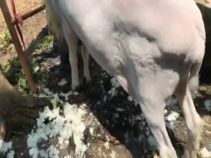 COD BaoRun Alat Cukur Elektrik Bulu Hewan Domba Garut Kambing Kucing Anjing /Di cas Super Tajam Pet Rechargeable - K5