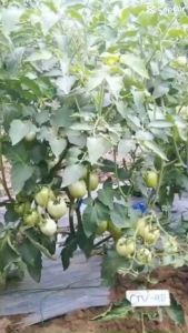 Cà Chua CTV 40 - Giống Cà Chua Năng Suất Cao Chống Chịu Tốt