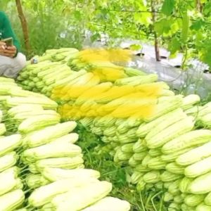 Benih Pare Paria LIPA F1 Isi 50 Butir Cap Panah Merah