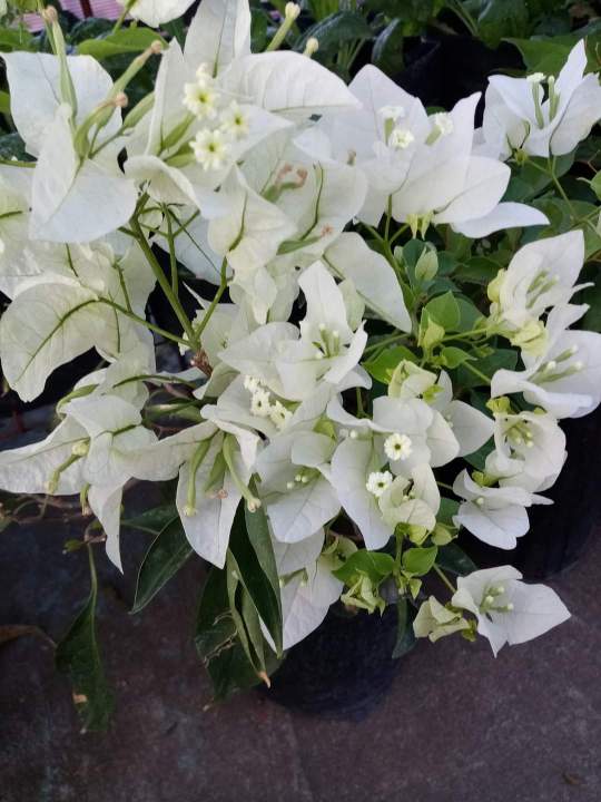 WHITE GUAM BOUGAINVILLEA🏷️Rooted Flowering Plants | Live Plants| marami ...