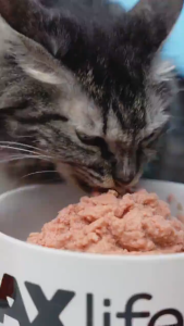 MaxLife Pouch Kitten / Adult 85gr Makanan Kucing Basah Wet Food Kucing MaxLife Pouch 85gr