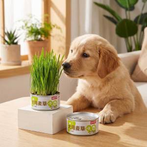 Lovinland Pet Tự Nhiên Hữu Cơ Chó Wheatgrass Đất Miễn Phí sức khỏe thú cưng Với Không Chất Phụ Gia Cung cấp Sợi Mèo Cỏ Dễ Dàng Để Grow Với Có Thể Trung Chuyển