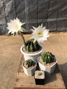ดอกใหญ่สีขาวกลิ่นหอม แคคตัสอิชินอปซิส "นูปต้า" (Echinopsis Subdenudata) กว้าง 3-10 cm อายุ 1-4 ปี