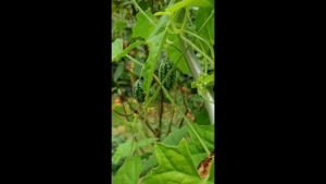 Kemasan Original | Benih Biji Cuca Melon | Melon Cuca | Melothria Scabra