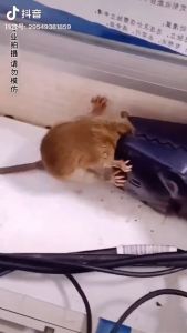 Mouse Trap Catcher Rat Snap Heavy Duty Reusable Rodent Killer