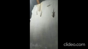 Spray Pengusir Cicak | LIZARD REPELLENT | Cairan Bahan Alami | 100% Super Ampuh | Ramah Lingkungan | Pilihan Ukuran 250ml | Isi 1 Liter | 1L Gratis 250ml 1 liter