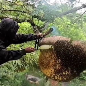 Dinamis madu Premium ( Madu hutan liar )