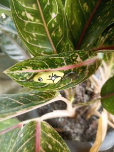 umpan pancing sofrog killer 25 cm