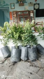 Siro 2 cây giống giá rẻhàng khoẻ đẹp mau cho trái