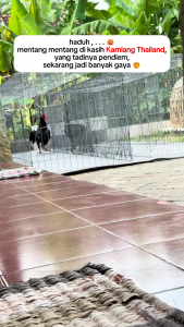 KAMLANG BLACK PLATINIM THAILAND - JAMU VITAMIN AYAM DARI THAILAND  MENAMBAH STAMINA AYAM MENGUATKAN OTOT AYAM MENAMBAH NAFAS MENINGKATKAN MENTAL AYAM MEMPERCEPAT PROSES PEMULIHAN SETELAH LAGA