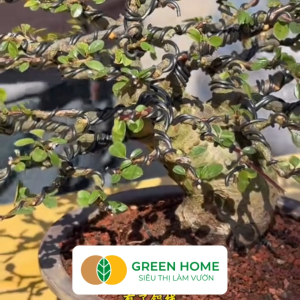 Mua 5 tặng 1 - Dây Nhôm Uốn Cây Cảnh Bonsai GreenHome  Dày 3mm ~ 45m Cuộn 100gr Mềm Dẻo Dễ Uốn