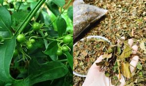 Chè vằng thảo dược lành tính lợi sữa giành cho các chị em phụ nữ