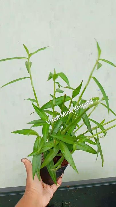 [Cây rau dược liệu] Chậu Cây rau trai mát gan, giải nhiệt -Vườn Minh ...