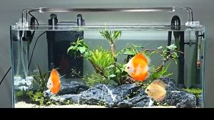 กรองแขวน ตู้ปลา SUNSUN HBL-801 802 803มีหลายชั้นกรอง กรองน้ำใสสะอาด เสียงเงียบ (กรองแขวนตู้ปลา Hang on Filter)