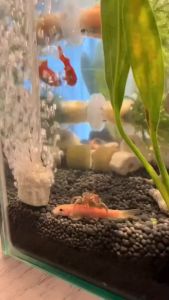 "Hoàn tiền đến 10%" CỤC SỦI OXY CHO BỂ CÁ CẢNH SIÊU MỊN ĐEN CAO 6CM