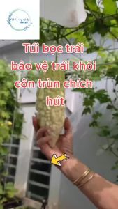 (Combo 10 Túi) Túi Bọc Trái Cây Ổi Bưởi Xoài Na... Nhiều Kích Thước Dùng 3-5 Mùa
