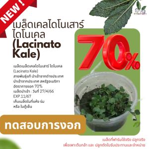 เมล็ดเคลไดโนเสาร์ เมล็ดพันธุ์เคลไดโนเสาร์ เมล็ดลาชินาโต้เคล เมล็ดเคลไดโนเสาร์ Lacinato Kale สุดคู่มือแนะนำ เพาะมีคู่มือแนะนำในการเพาะเมล็ดพร้อม ราคาที่ถูกต้อง