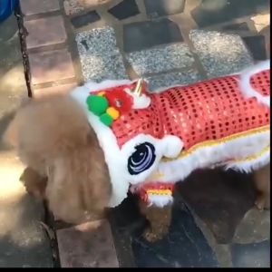 Baju Imlek Anjing & Kucing: Desain Kostum Barongsai Chinese New Year Untuk Hewan