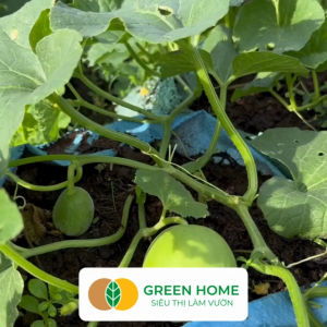 Hạt Giống Dưa Lê Popoca Siêu Ngọt Greenhome Gói 0.5GR~35 hạt Dễ Trồng Quanh Năm Nảy Mầm Cao T25