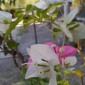 Pupuk Bunga Kertas Rajin Berbunga Warna Cerah Tahan Panas Daun Segar Subur Cocok Semua Jenis
