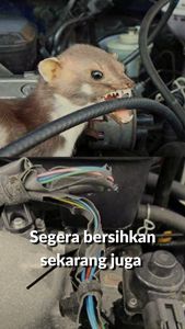 Engine Degreaser Pembersih Blok Mesin Mobil Motor Automova Power Cleaner 250 ml