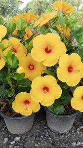 ชบาจัมโบ้ดอกเหลือง กระถาง 11 นิ้ว ต้นสวยและแข็งแรง (กทม)