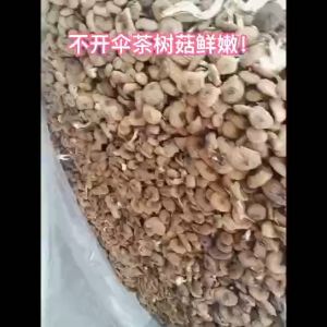Tea tree mushroom dry goods fresh mushroom farmhouse-grown mushroom 250g/500g