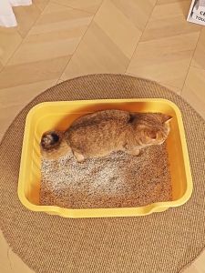 กระบะทรายแ มวใหญ่แบบเปิดโล่ง ส้วมแมว กระบะทรายแมว กระบะทรายแมวใหญ่ ห้องน้ำแมวใหญ่ กันทรายกระเด็น แมวอ้วนหลายตัวก็ยืนสบาย