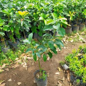 Bibit Alpukat Markus Super Jumbo 1 Meter Up