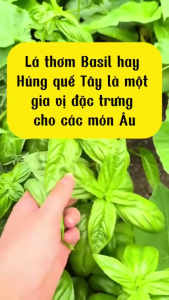 Húng quế tây - Basil - Lọ thủy tinh 200ml - Gia vị chuẩn Á Âu