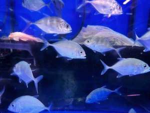 Giant Trevally/Freshwater GT/Readystock/Freshwater/Ornamental Fish