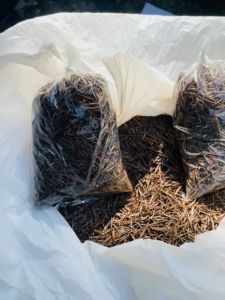 Benih Sayur Kenikir Buat Lalapan Bunga Berwarna Ungu