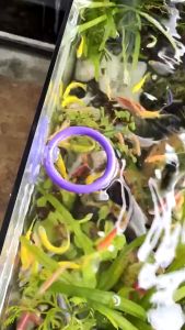 3 IN 1 Feeding Ring Kit: A Comprehensive Guide