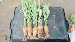 combo 5 cây sứ thái giống ship nhổ cây