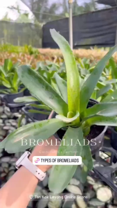 TKL - Bromeliad Neoregelia Zoe/FireBall/Red Apple/Angel 火球/积水凤梨