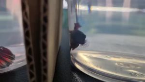 Halfmoon Betta *Male Fish* -RAMDOM PICK- (Local / Thai Breed)