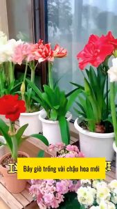 Củ hoa lan huệ tây màu đỏ nhungđỏ kép cam đào-tự chọn màu