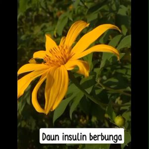 Bibit Daun Insulin Murah