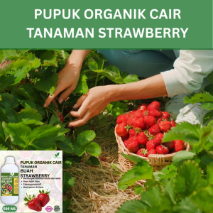 Pupuk Buah Strawberry 500 ML /Pupuk Booster Strawberry Cepat Berbuah Lebat/Pupuk Cair Strawberry