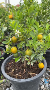 ส้มจี๊ด ส้มสีทอง ไม้มงคล Citrus japonica (Kumquat)