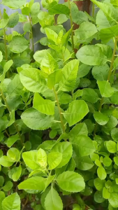 Daun Bluntas Segar Organik – Herbal Tradisional Untuk Bau Badan & Kesehatan