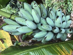 blue java banana seedlings
