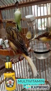 Vitamin Khusus Untuk Obat Penambah Birahi Burung Kenari dan Murai Batu Vitamin Murai