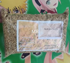 500 gram benih padi huma asli pilihan tumbuh di ladang darat