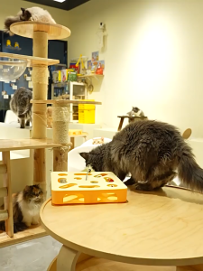 Cat Toy Set Rotating Rolling Ball Stick-shaped Amusing Toy Self-amusement and Relaxation Toy for Cats with Intellectual Elements