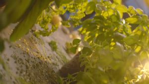 Nồi Chiên Không Dầu Philips HD9650/91 Size XXL Dung Tích 5L Công Suất 2200W 5 Chương Trình Nướng Loại Bỏ 90% Chất Béo Trong Thực Phẩm Nhập Khẩu Bảo Hành 12 Tháng Toàn Cầu