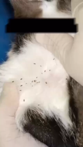 Medic Plus Anti Flea/ Sensitive Skin Pet Shampoo For Dogs & Cats 220ML Shampoo Kutu & Kurap